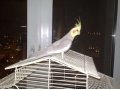 продам попугая корелла. в городе Тюмень, фото 2, стоимость: 3 000 руб.