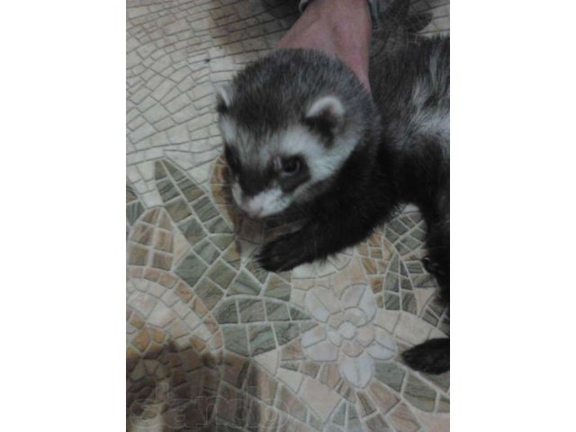 Хорек в городе Боровск, фото 2, Калужская область