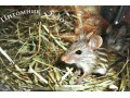 Африканские мышата в городе Ростов-на-Дону, фото 1, Ростовская область