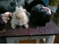 Продам декоративных крольчат 1,5 месяца 3шт в городе Кемерово, фото 1, Кемеровская область
