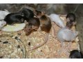 Сатиновые мышки. в городе Омск, фото 1, Омская область