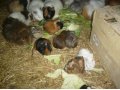 продаю мини грызунов в городе Астрахань, фото 1, Астраханская область
