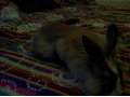 кролик в городе Ростов-на-Дону, фото 1, Ростовская область