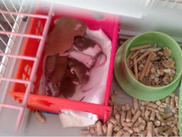 Китайские цветные мышки в городе Тула, фото 7, стоимость: 100 руб.