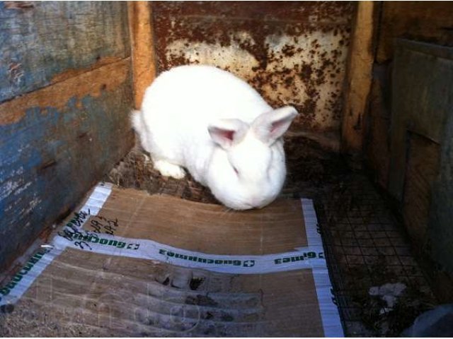 Продаю кроликов в наличии и под заказ в городе Астрахань, фото 3, стоимость: 2 147 483 647 руб.