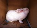 Продаю кроликов в наличии и под заказ в городе Астрахань, фото 5, стоимость: 2 147 483 647 руб.