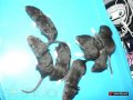 Хорошенькие крысята в городе Ангарск, фото 1, Иркутская область