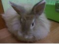 Продам кролика в городе Ставрополь, фото 2, стоимость: 800 руб.