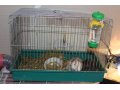 Срочно продам крыс вместе с клеткой в городе Омск, фото 1, Омская область