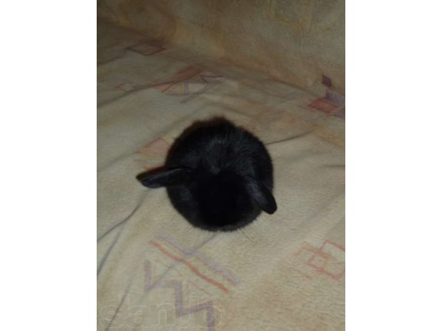 кролик(вислоухий баран) в городе Чебоксары, фото 1, стоимость: 800 руб.