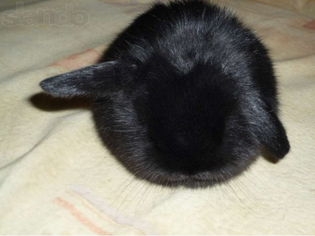 кролик(вислоухий баран) в городе Чебоксары, фото 4, стоимость: 800 руб.