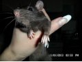 крыса  в добрые руки в городе Брянск, фото 1, Брянская область