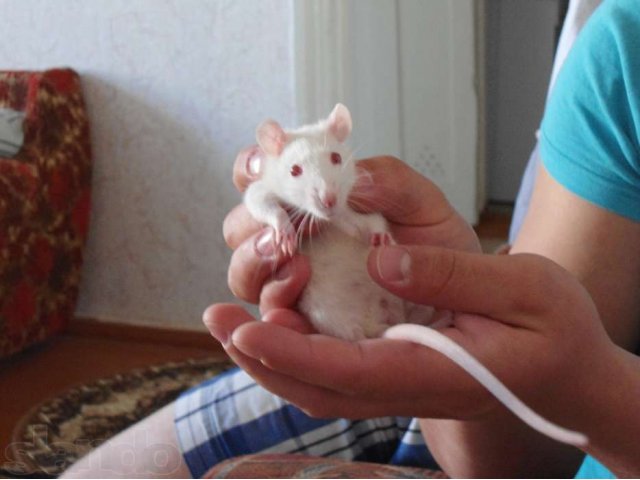 Отдам в хорошие руки крыску в городе Бугуруслан, фото 3, стоимость: 0 руб.