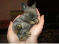 Продам декоративного кролика. в городе Оренбург, фото 1, Оренбургская область