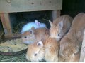 Чистопородные кролики в городе Армавир, фото 1, Краснодарский край