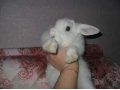Продам декоративного кролика в городе Ростов-на-Дону, фото 6, Грызуны