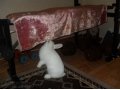 Продам декоративного кролика в городе Ростов-на-Дону, фото 7, Ростовская область