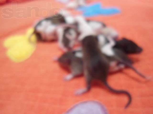 продаются крысята в городе Ставрополь, фото 2, Грызуны