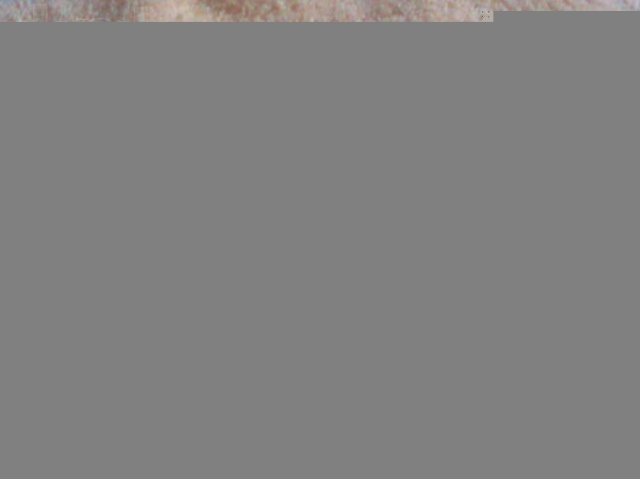 Морские свинки скинни в городе Ростов-на-Дону, фото 2, Грызуны