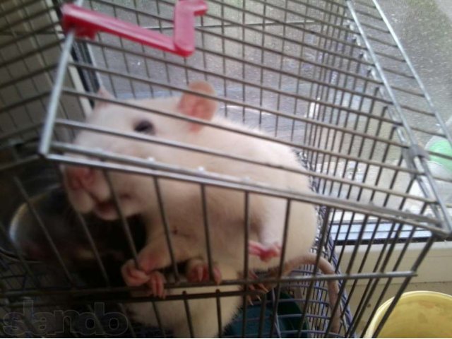 крысы в городе Тольятти, фото 3, Самарская область