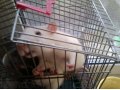 крысы в городе Тольятти, фото 3, Грызуны