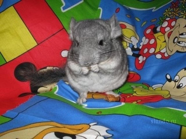 Продам шиншилл в городе Новосибирск, фото 2, стоимость: 4 500 руб.