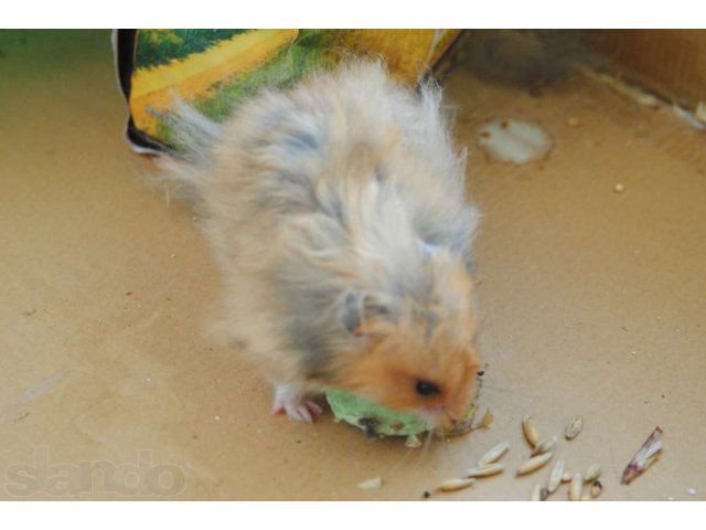Сирийские хомяки в городе Новосибирск, фото 3, Грызуны
