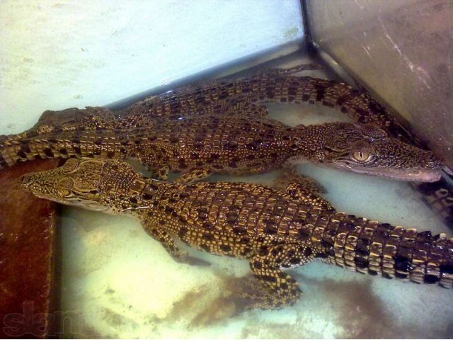 Продам крокодилов в городе Ростов-на-Дону, фото 1, Ростовская область
