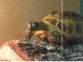 Среднеазиатская черепаха 22 см. по карапаксу в городе Челябинск, фото 1, Челябинская область
