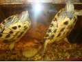 Пара красноухих черепах в городе Новосибирск, фото 1, Новосибирская область
