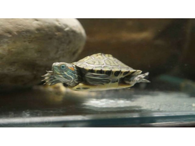 Продаются маленькие (4см)  красноухие черепахи с аквариумом. в городе Краснодар, фото 1, Рептилии