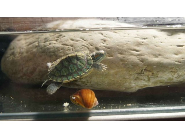 Продаются маленькие (4см)  красноухие черепахи с аквариумом. в городе Краснодар, фото 2, Краснодарский край