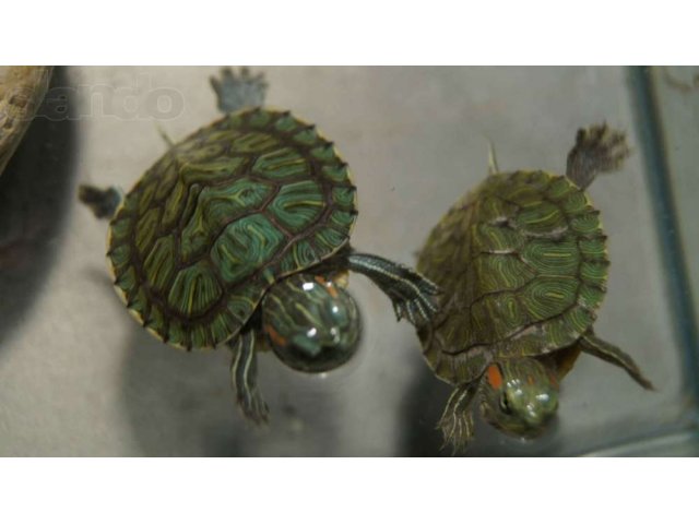 Продаются маленькие (4см)  красноухие черепахи с аквариумом. в городе Краснодар, фото 3, стоимость: 2 500 руб.