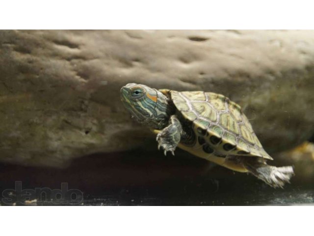 Продаются маленькие (4см)  красноухие черепахи с аквариумом. в городе Краснодар, фото 4, Рептилии