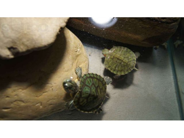 Продаются маленькие (4см)  красноухие черепахи с аквариумом. в городе Краснодар, фото 5, Краснодарский край