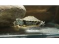 Продаются маленькие (4см)  красноухие черепахи с аквариумом. в городе Краснодар, фото 1, Краснодарский край