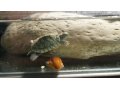 Продаются маленькие (4см)  красноухие черепахи с аквариумом. в городе Краснодар, фото 2, стоимость: 2 500 руб.
