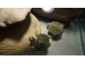 Продаются маленькие (4см)  красноухие черепахи с аквариумом. в городе Краснодар, фото 5, стоимость: 2 500 руб.