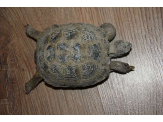 Черепахи среднеазиатские сухопутные выводок отправка регионы в городе Краснодар, фото 1, стоимость: 650 руб.