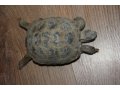 Черепахи среднеазиатские сухопутные выводок отправка регионы в городе Краснодар, фото 1, Краснодарский край
