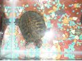 черепаха водная красноухая в городе Омск, фото 1, Омская область