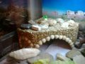 Домик для черепахи в городе Балашиха, фото 2, стоимость: 500 руб.