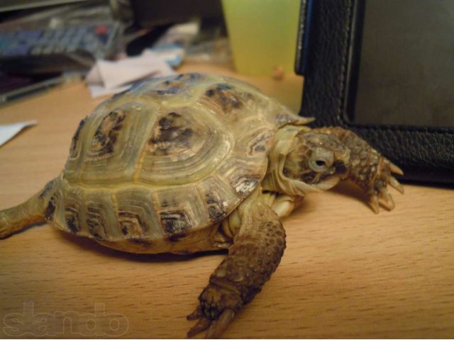 Продам черепаху с аквариумом сухопутную в городе Воронеж, фото 1, Воронежская область