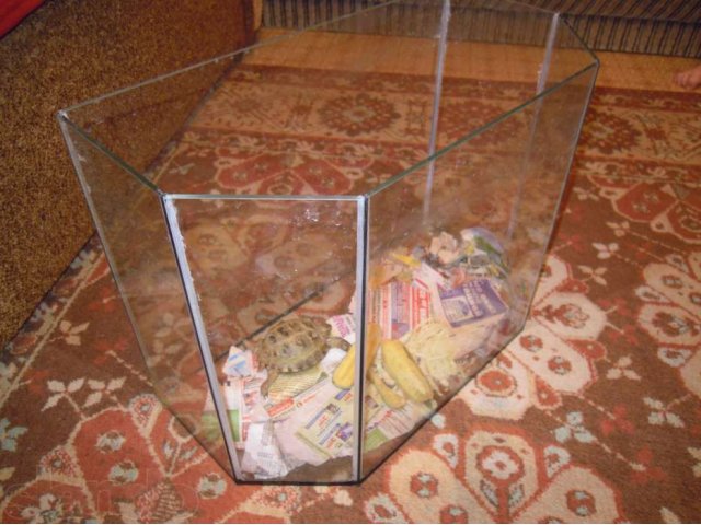 Продам черепаху с аквариумом сухопутную в городе Воронеж, фото 2, стоимость: 3 000 руб.