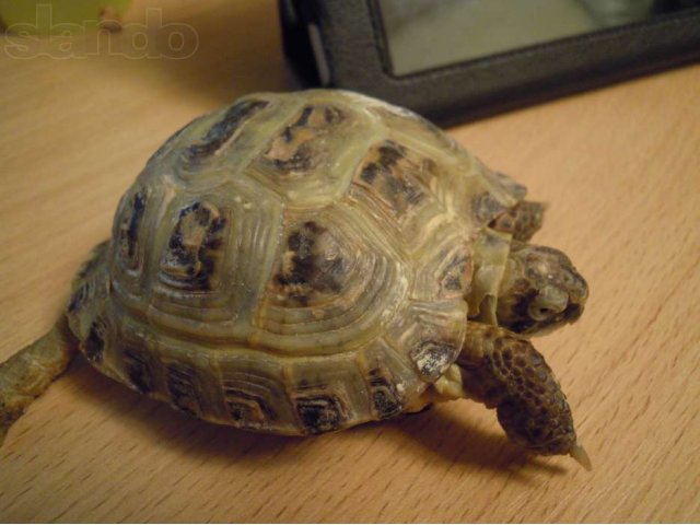 Продам черепаху с аквариумом сухопутную в городе Воронеж, фото 3, Рептилии