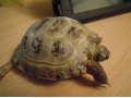 Продам черепаху с аквариумом сухопутную в городе Воронеж, фото 3, Рептилии