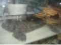 красноухая черепаха в городе Омск, фото 1, Омская область