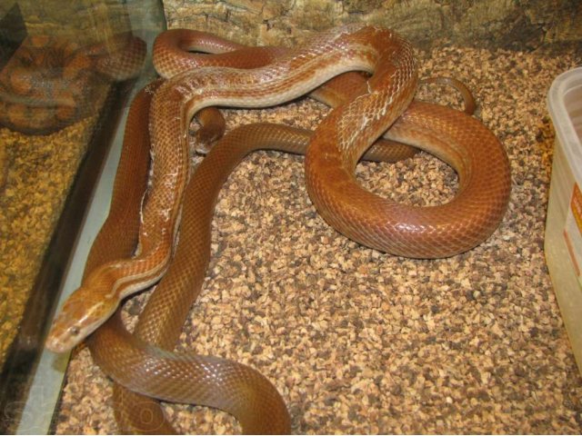 Африканская домовая змея в Иркутске / Купить, узнать цену на сайте  Classifieds24