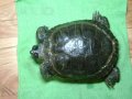 Красноухая черепаха. в городе Мурманск, фото 1, Мурманская область