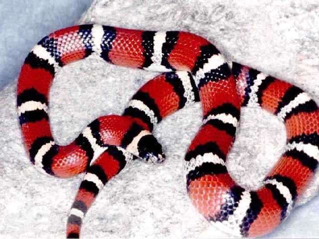 Роскошная королевская змея в городе Санкт-Петербург, фото 1, стоимость: 3 000 руб.